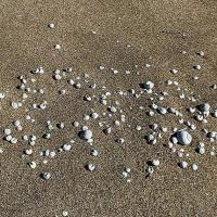 Img 20241123 Wa0045