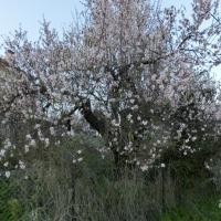 Achlathochorie 0004