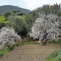 07 02 2018 Vasilitsi C 11