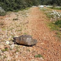 10 03 2018 Chomatada Kinigos Arapolakka C 07