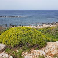 17 03 2018 Methoni Finiki 20180317 1009142583