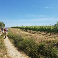 02 05 2018 Pyrgosandnestorwineryc12
