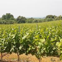 02 05 2018 Pyrgosandnestorwineryc20
