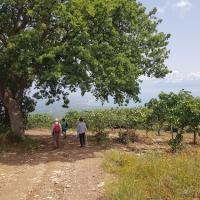 09 05 2018 Achlathochorie Tripes 1