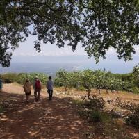 09 05 2018 Achlathochorie Tripes 2