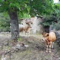 09 05 2018 Achlathochorie Tripesc07