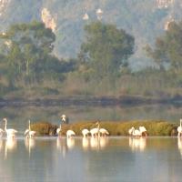 01 08 2018 Earlybird Divari Lagoon D2