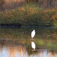 01 08 2018 Earlybird Divari Lagoon D