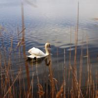 28 01 2017 Gialova Lagoon P1280833