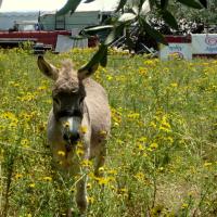 03 05 2017 Walk From Finikounda I