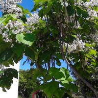 31 05 2017 Walk From Loutsa 10