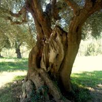 Walk From Finikounda13