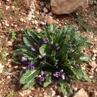 Circular Walk Yamia Chrisokellaria 10