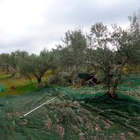 02 11 2016 Kamaria Finiki Chrch Of Profitis Ilias 3