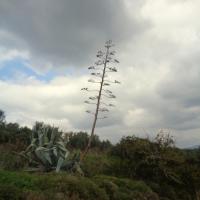 23 11 2016 Circular Walk Evangelismos Ripena 15