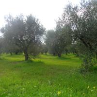 23 11 2016 Circular Walk Evangelismos Ripena