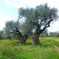 190209 Evangelismos Neroula Big Circle W05