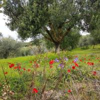 06 03 2019 Pila Balodimeika Stenosia C11