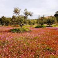 09 03 2019 Korifasi Petrochori Romanos C16