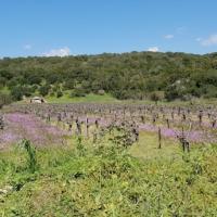 30 03 2019 From Evangelismos To Kalithea