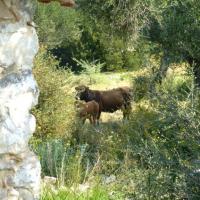 190403 Kinigouagia Sotira W09