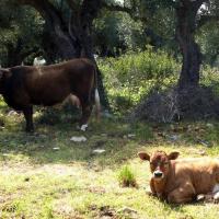 190403 Kinigouagia Sotira W10