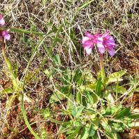 190403 Kinigouagia Sotira W16