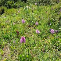 10 04 2019 Walk From Yamia Selectie 4