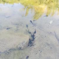 08 05 2019 Finiki Valleywalk M11
