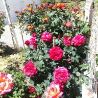 08 05 2019 Finiki Valleywalk W13