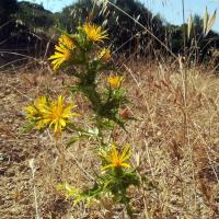 19 06 2019 Methoni 6