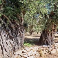 03 07 2019 Agios Andreas K13