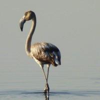 04 09 2019 Gialova Lagoon 5