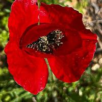 Img 9858cf5e03d6a9c07736be51b82183f7 V