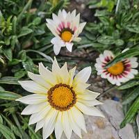 Img 20250427 Wa0036