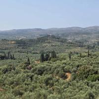 07-06-2025-Agios-Andreas-Neratzia-Logga-Agios-Andreas