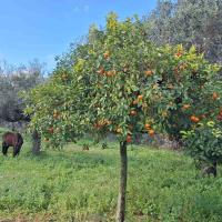 Img 10f4ecb93649815e90ea3831865da327 V