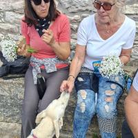 Img Ba6180f83a4f72f733389f8396a0fb88 V