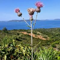 Img 2b0d3374de40e61de3f3e13d42a557f5 V